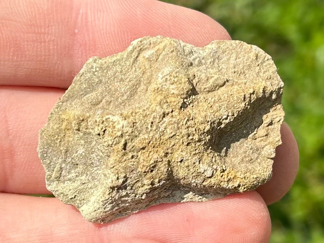 Alabama Fossil Starfish Cast Mississippian Age Bangor Limestone Formation