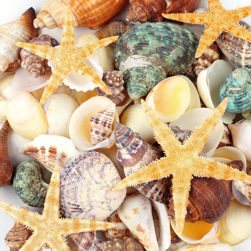 80+ Pcs Natural Seashells, Mixed Starfish Sea Shells for Crafts, Various...