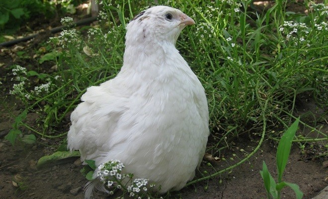 10+ Fertile Hatching Eggs Quail Coturnix Jumbo White Texas A&M Meat & Egg Birds