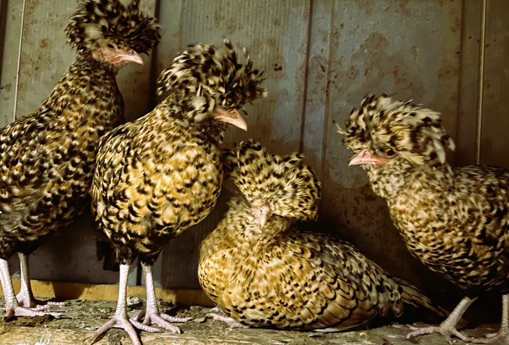 12+++Extra Candy Corn Polish Fertile Hatching Eggs