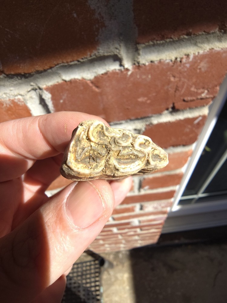 Horse Tooth