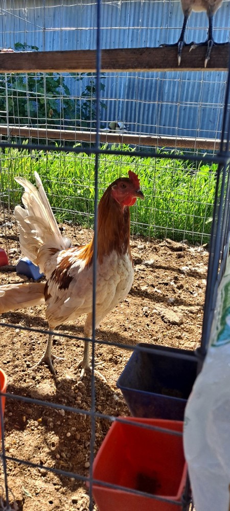 Chicken Hatching Eggs 6 + Spartan Blues