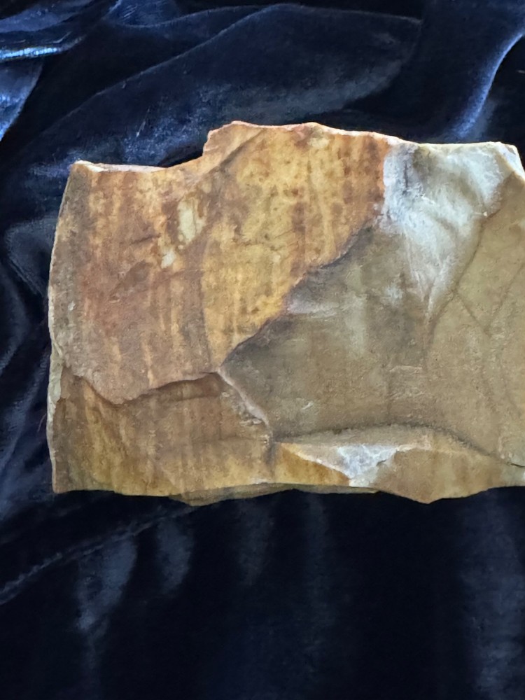 Petrified Wood