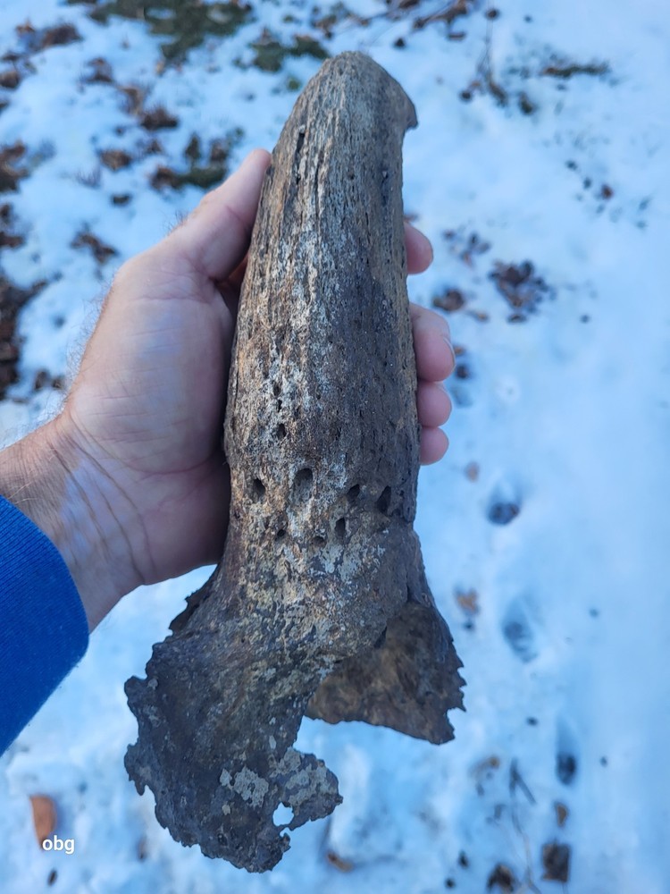 Historic Bison Horn Core Partial Skull river find