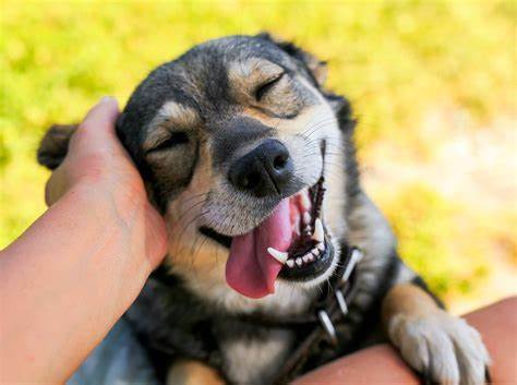 Automatic Shock Control Collar No Barking For Small Medium Large Dog Anti Bark