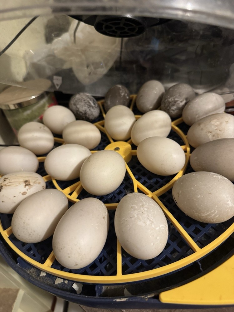 Fertile Cayuga Duck Hatching Eggs 12+ Pack