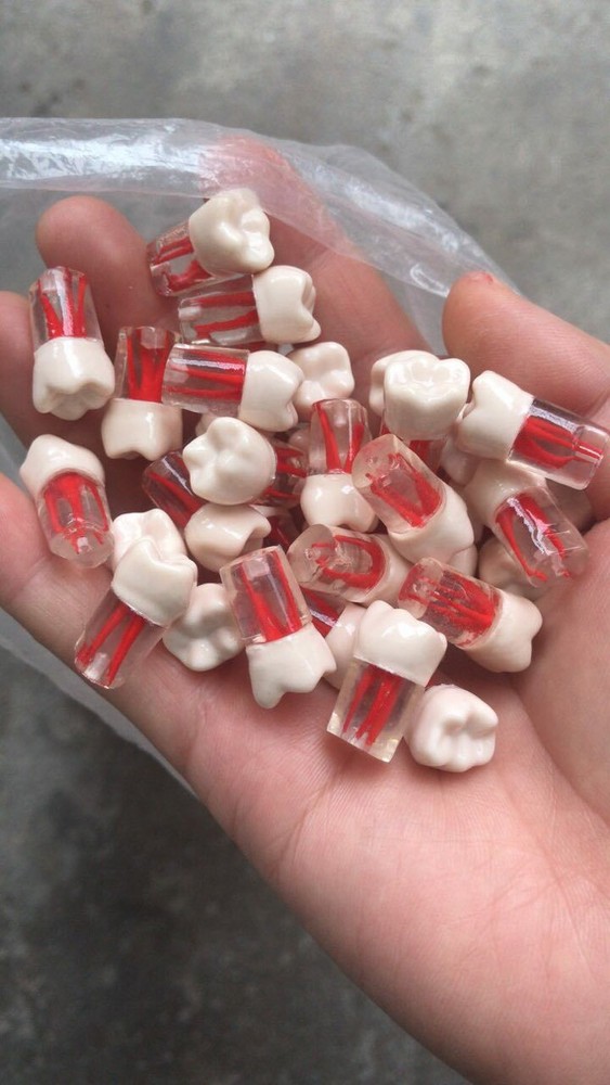 10x Dental clear Root Canal Teeth Study Practice Model Endodontic Pulp File