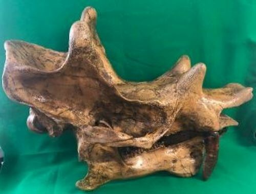 UINTATHERIUM SKULL REPLICA