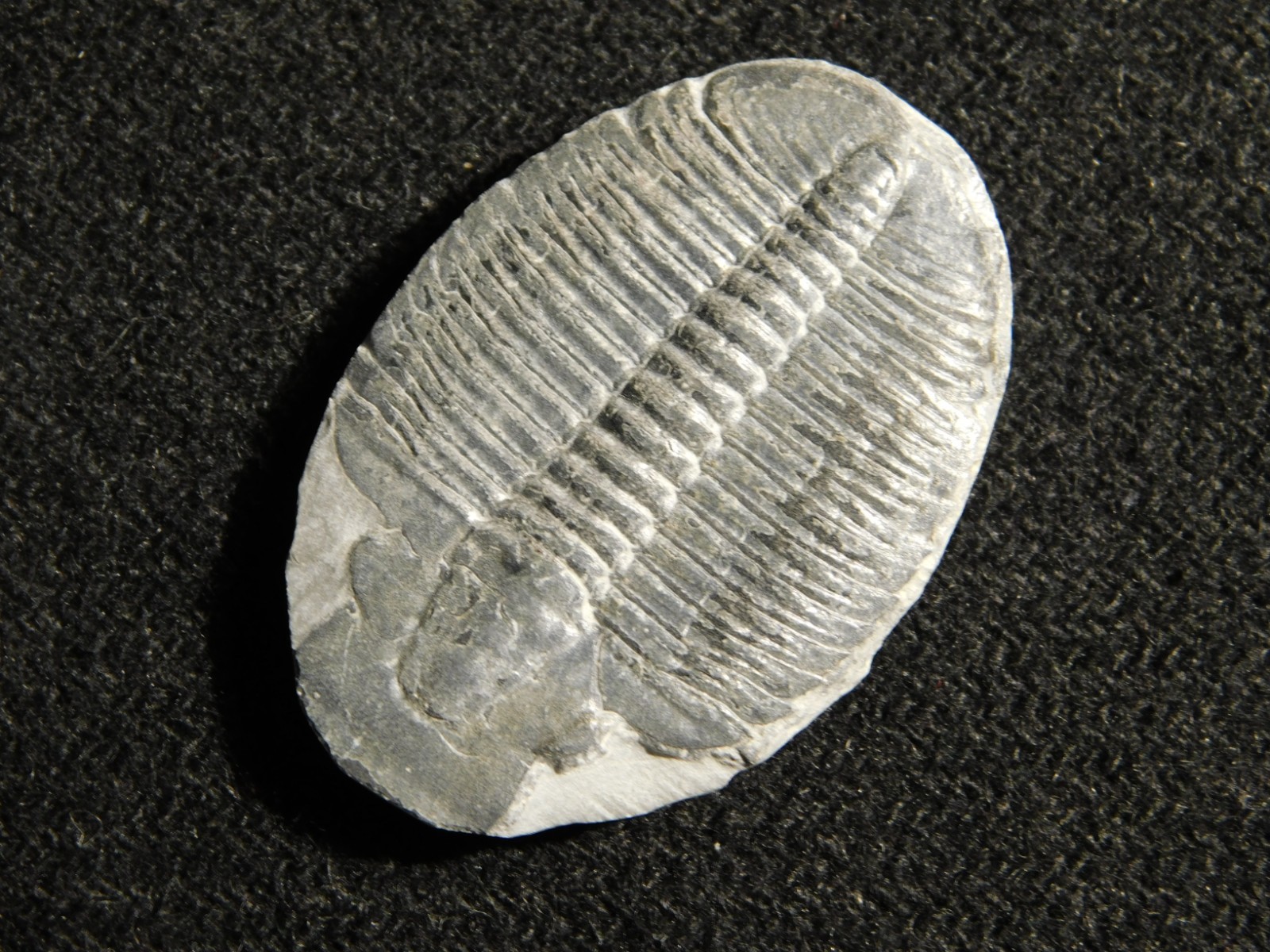 Elrathia TRILOBITE Fossil 100% Natural From Cambrian Utah 7.73