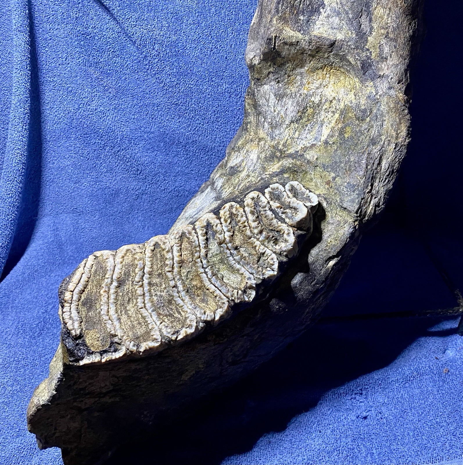 Stegodon Jaw Fossil, Lower Jaw, Indonesia Ice Age