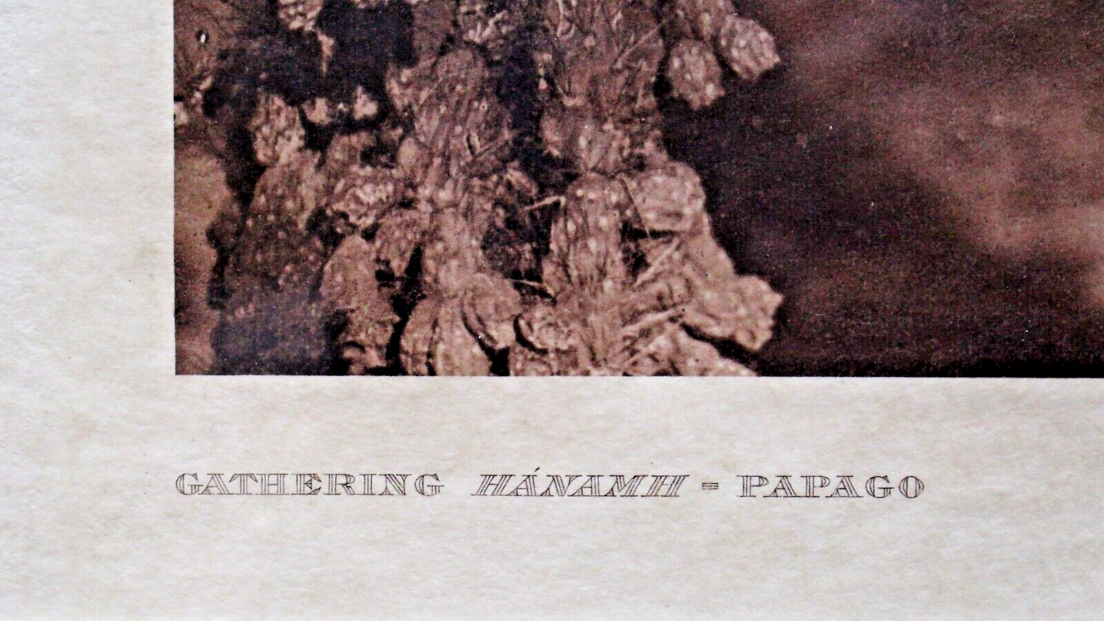 Original E S Curtis Large Format Photogravure on Japan Vellum "Gathering Hanamh"