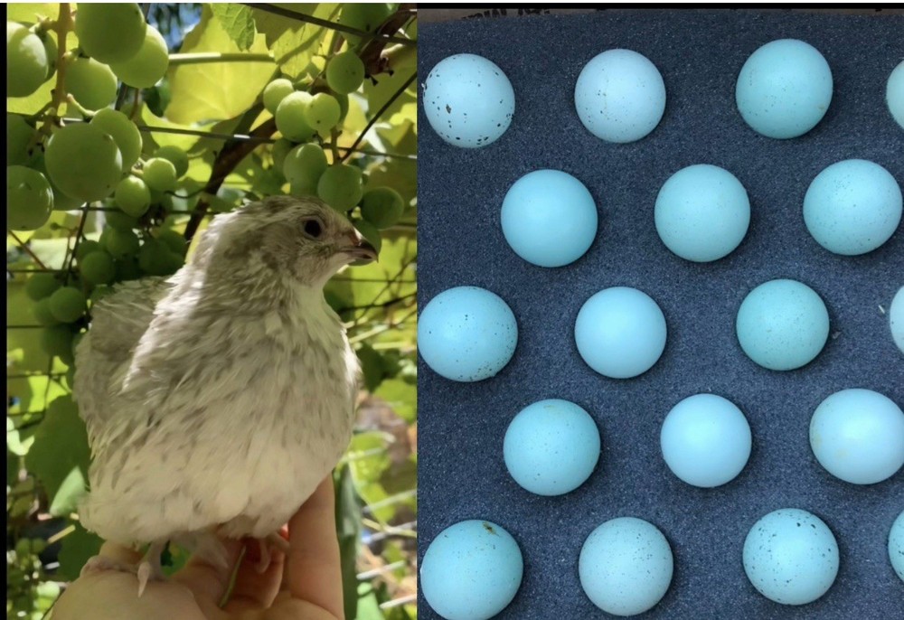 30 Celadon Blue Coturnix Quail Hatching Eggs - 100% BLUE