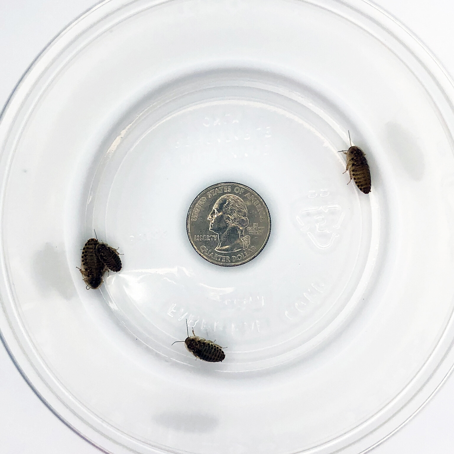 Dubia Roaches - Small, Medium, Large & Feeder Males - Live Arrival Guaranteed
