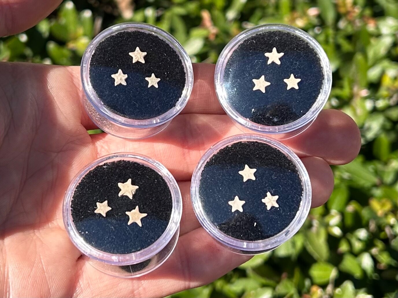 Utah Fossil Star Crinoids in Case ONE PER PURCHASE Pentacrinus Jurassic Age