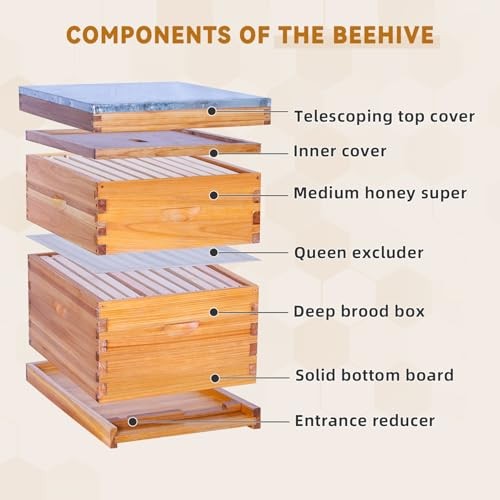 10 Frame Bee Hive,Beeswax Coated Beehive Kit for Bee Keeper,Complete 2-Layer