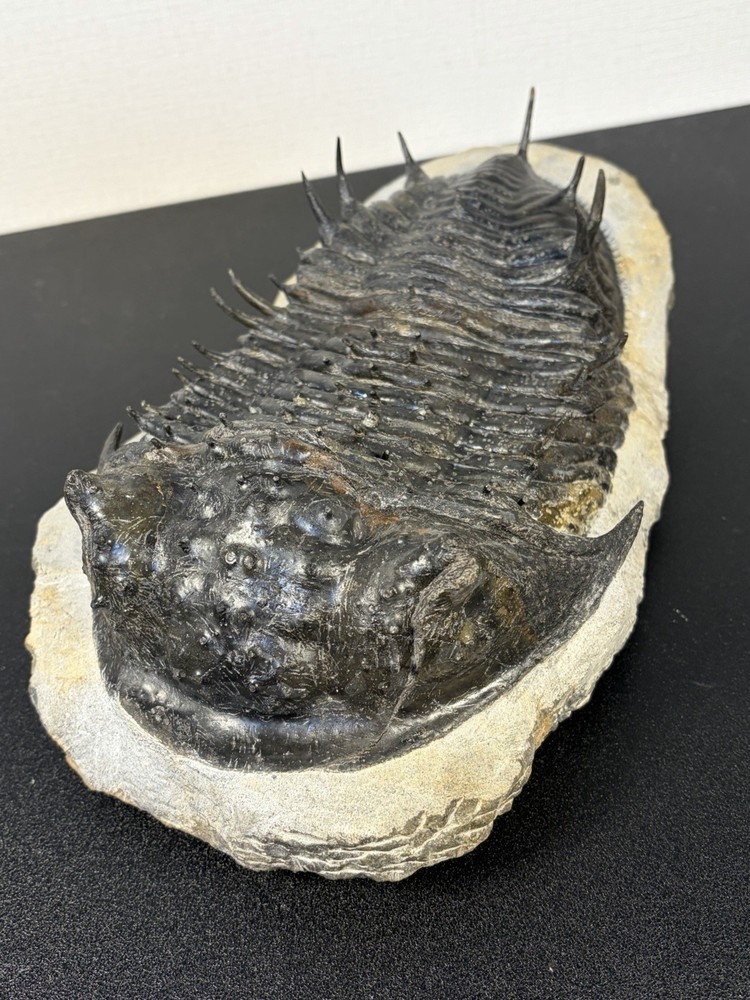 trilobite