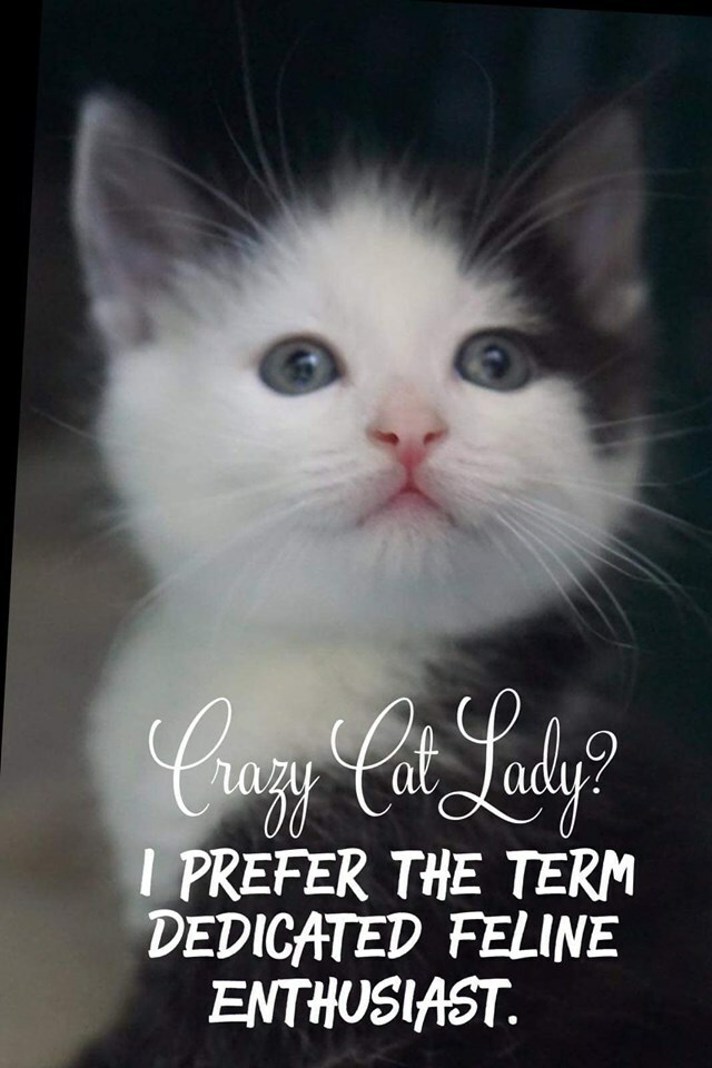 Funny Cat  refrigerator magnet 3 1/2x 4 1/2"