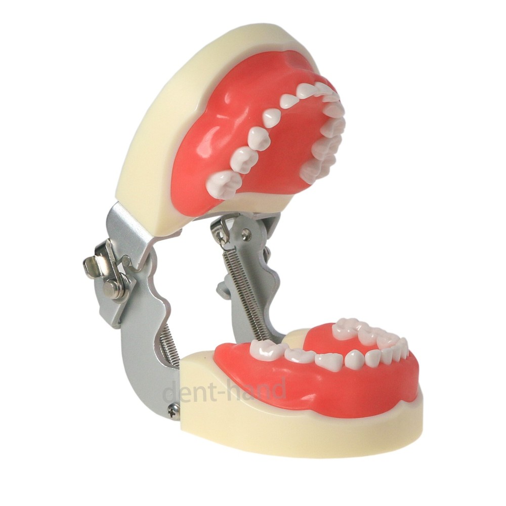 Dental Typodont Children Removable Deciduous 24Pcs Teeth Preparation Teach Model