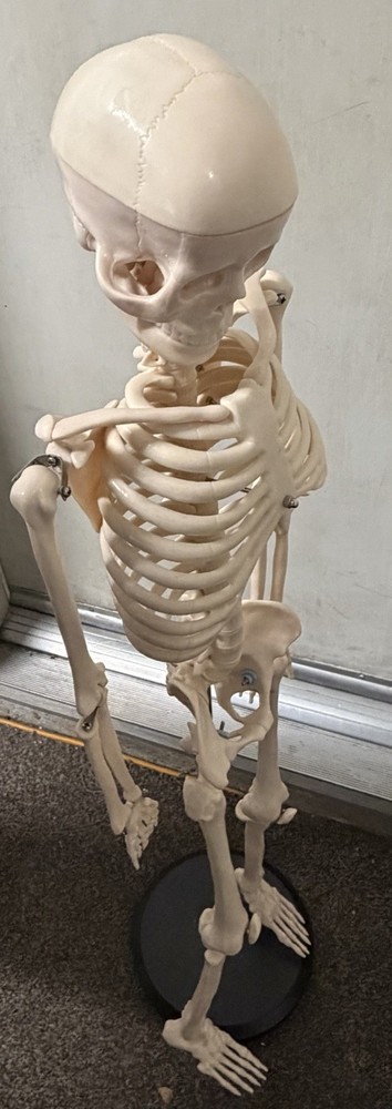 Scientific Anatomical Skeleton Model