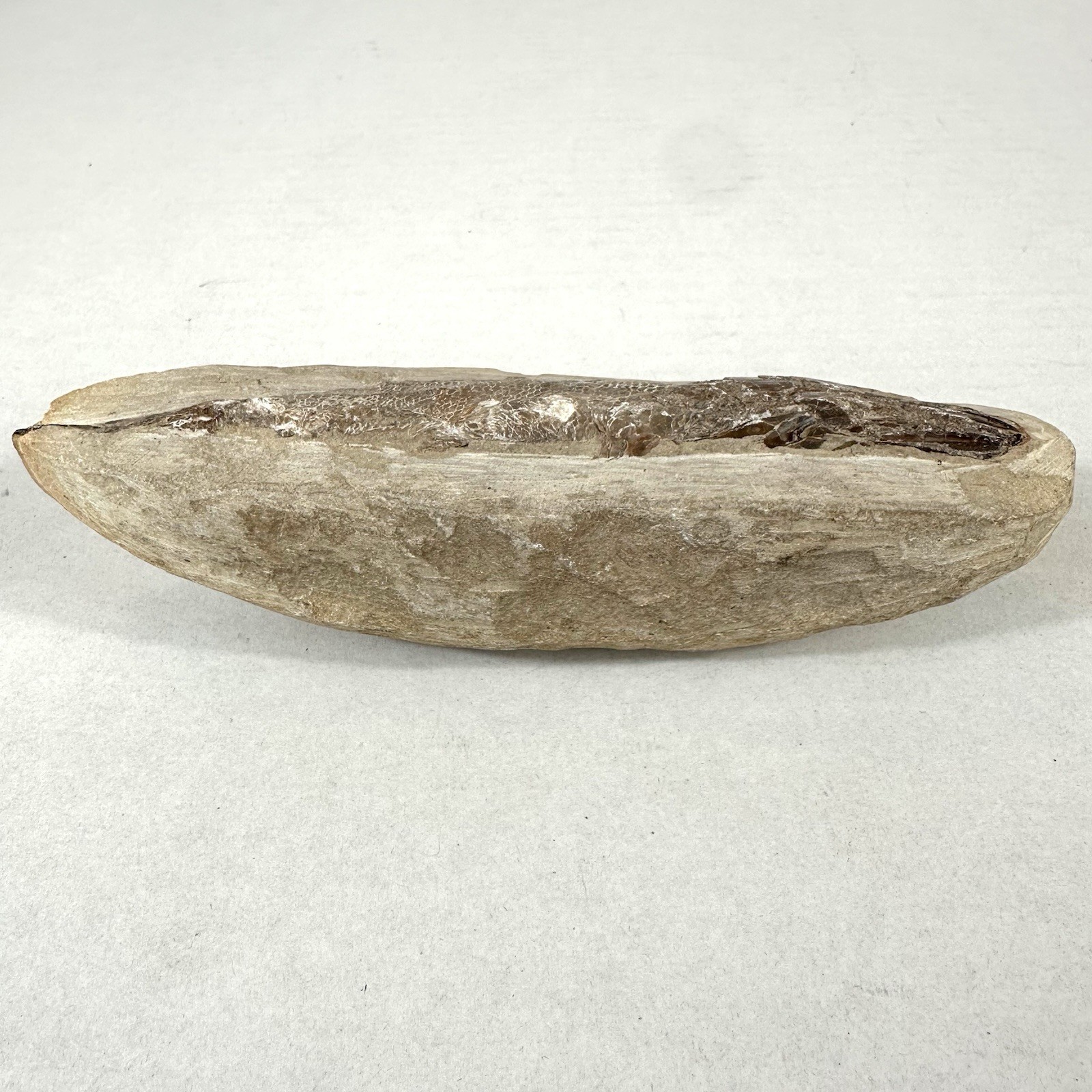Fossil Fish Encased In Stone Rock Fossilized 6”