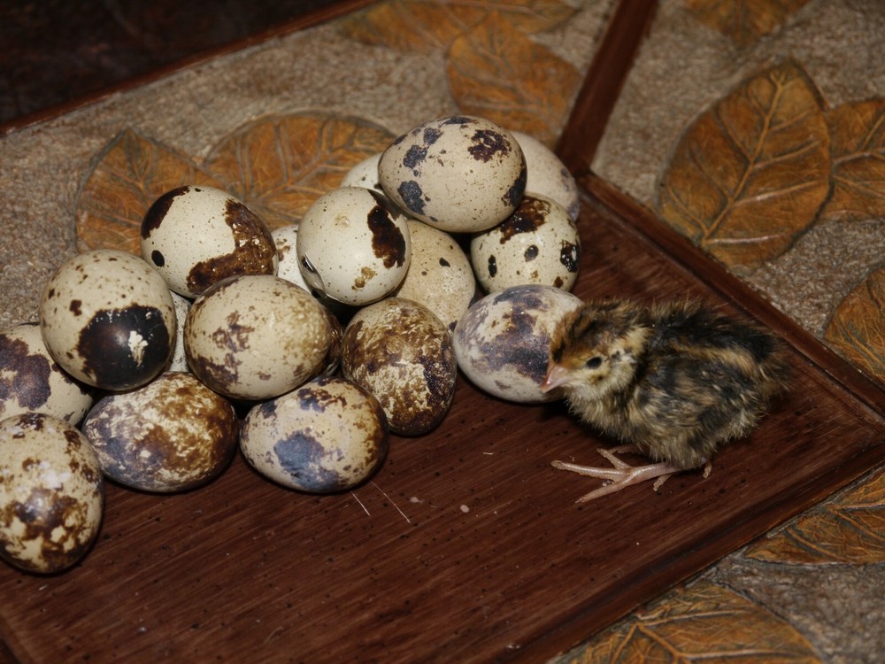 55+ (60) Jumbo Brown/ JM Pharaohs Quail Hatching eggs