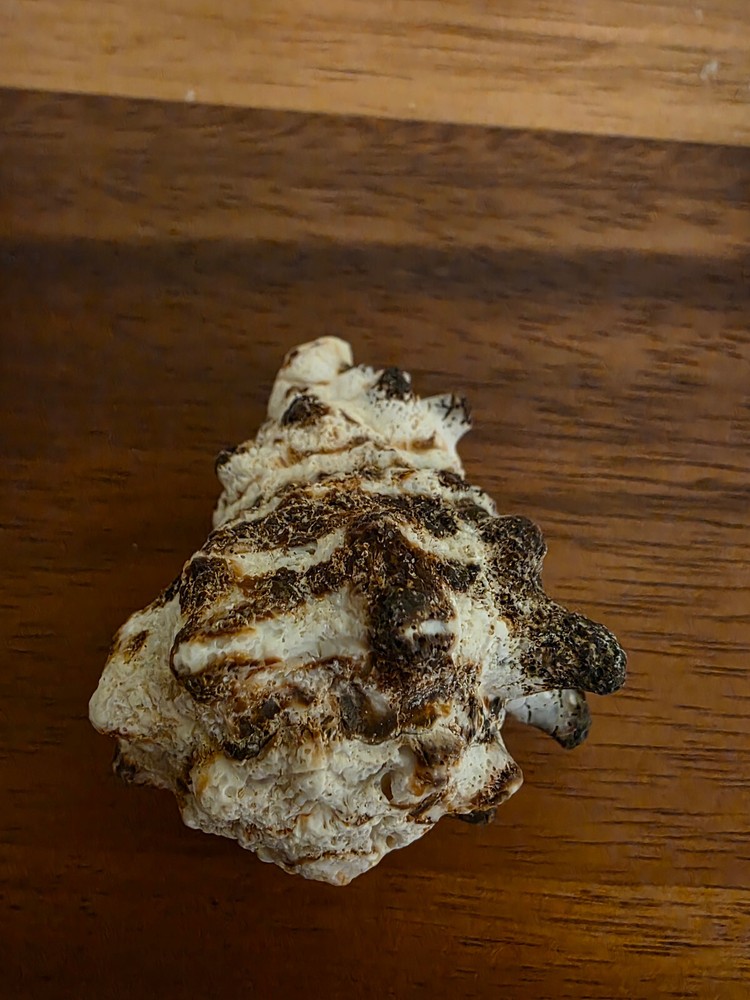Ocean Seashell Lot - Estate Find