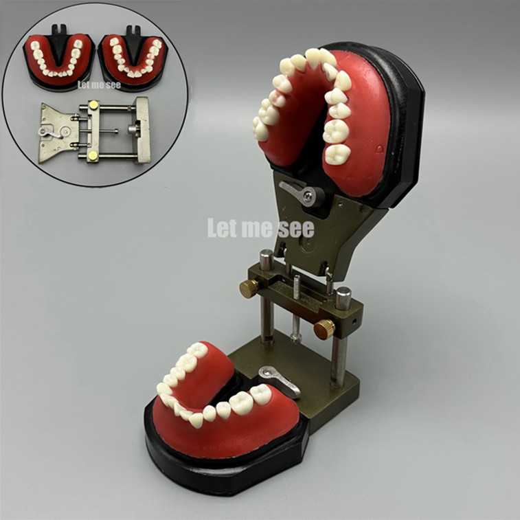 1set Dental Orthodontic Simulator Training Teeth Model Typodout Model