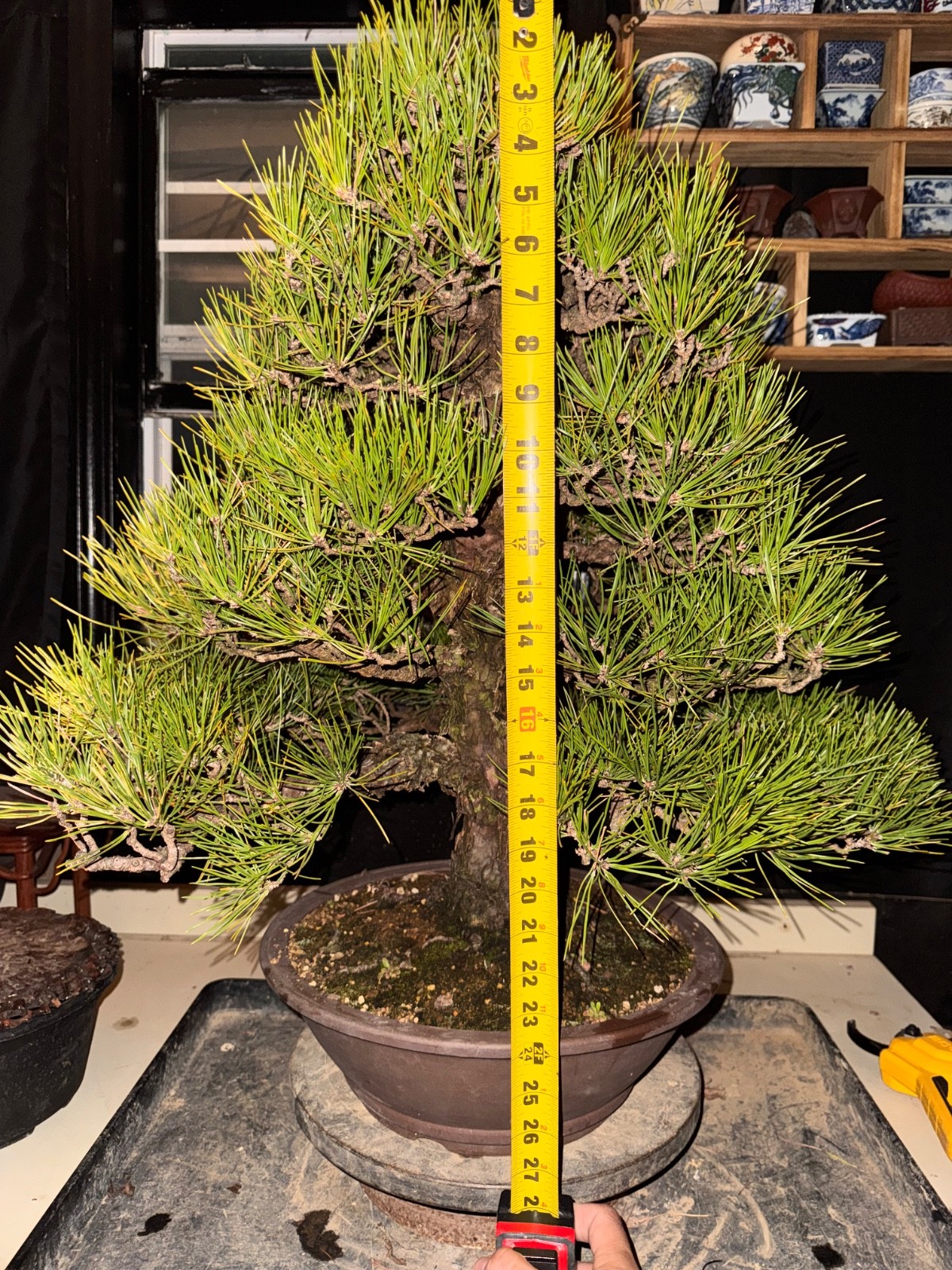 Japanese Black Pine, Bonsai Tree. Outdoor Evergreen.