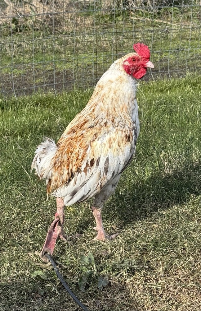 Chicken Hatching Egg