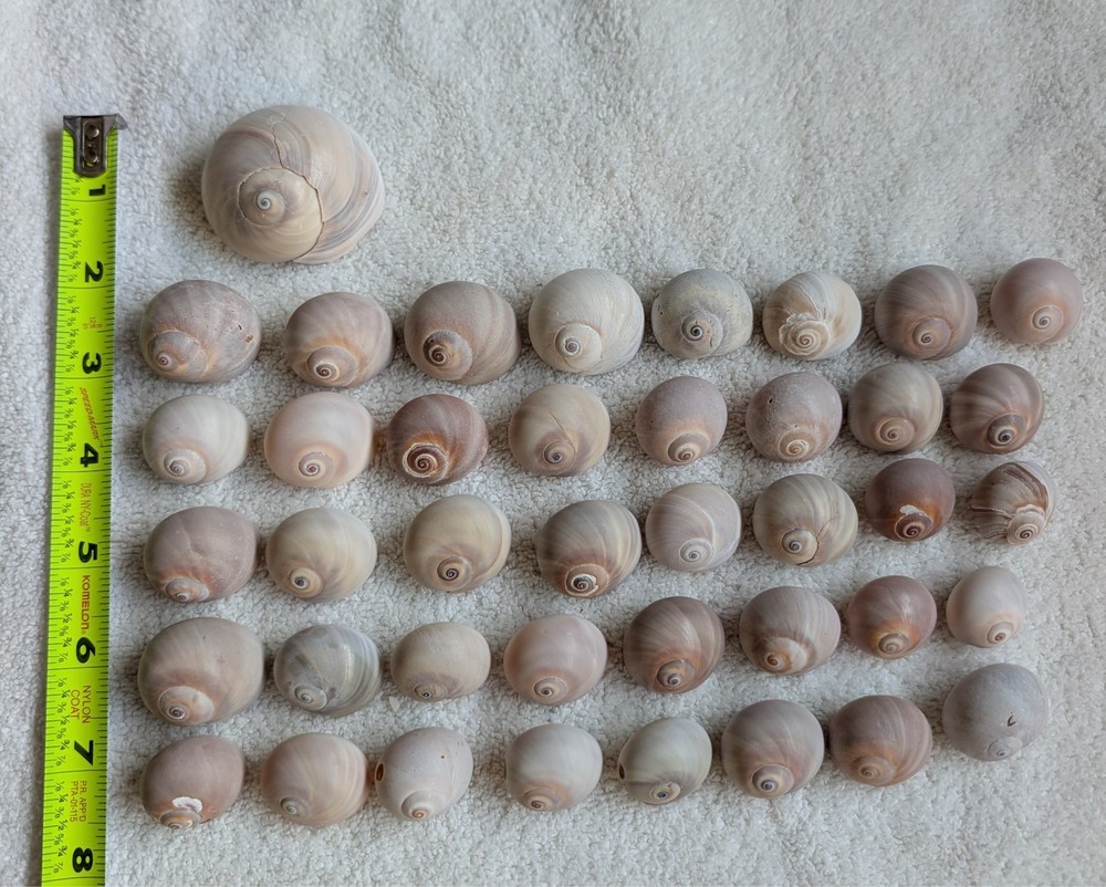 41 Shark's Eye shells found in Southwest Florida