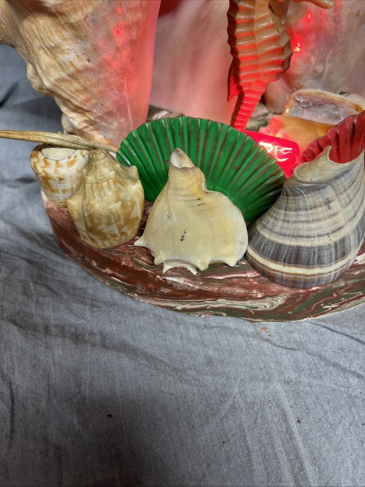 Handmade Sea Shell Display With Light