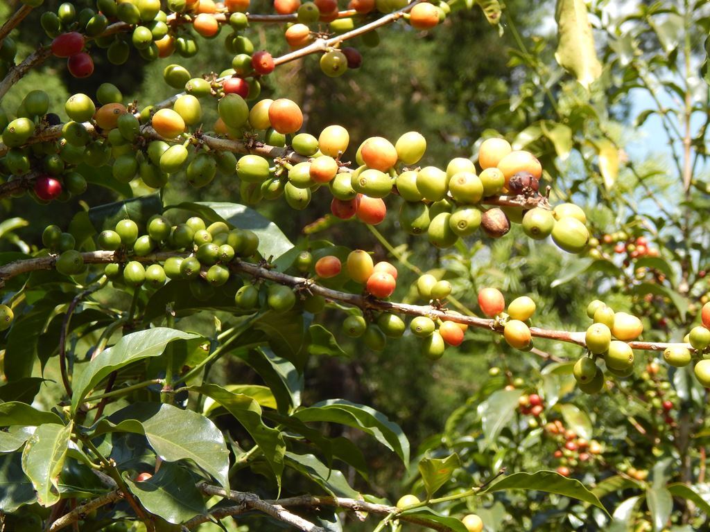 8oz/5lb - Ethiopia Yirgacheffe – African – Premium Fresh Roasted To Order Coffee