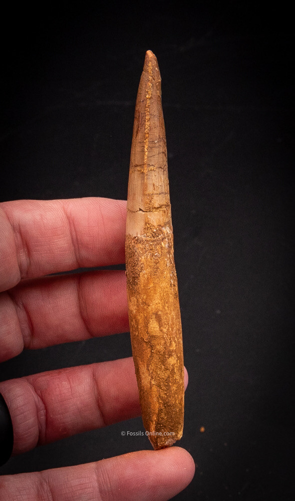  Spinosaurus Dinosaur Tooth    4.54”             2594