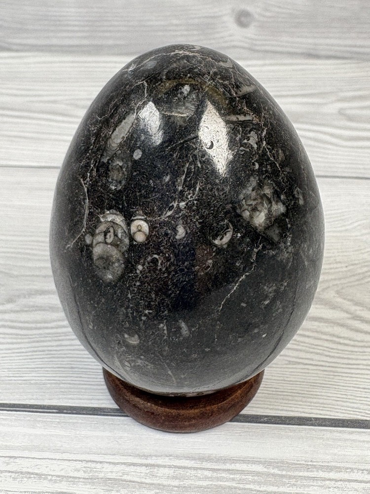 Orthoceras Fossil Stone Egg 8cm Devonian Moroccan Specimen