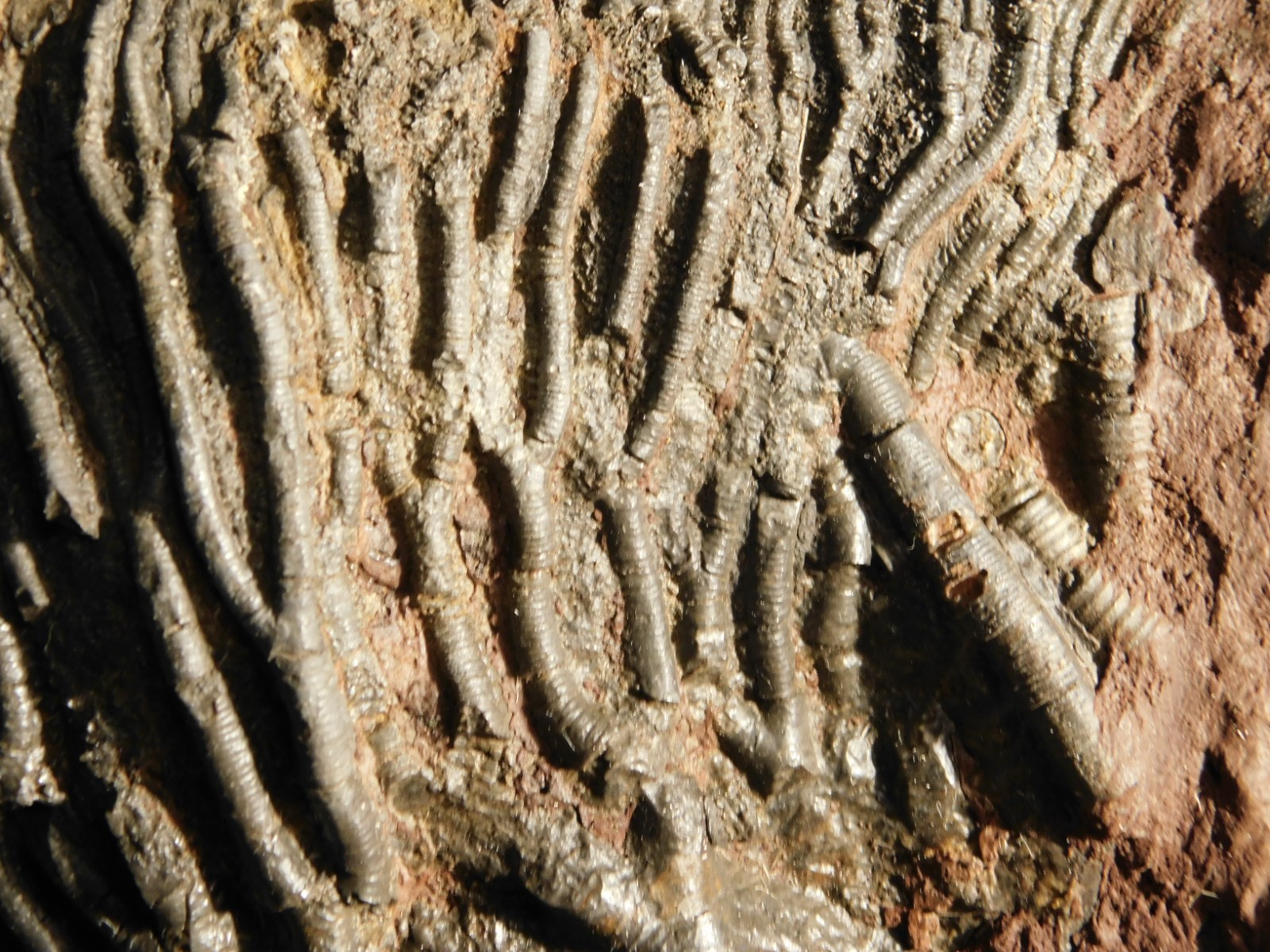 Big! 430 Million Year Old! CRINOID Fossil or Sea LILY Fossil Morocco 1686gr