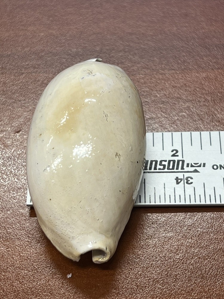 EXTINCT Fossilized COWRIE Shell From Central Florida, Pliocene Era.