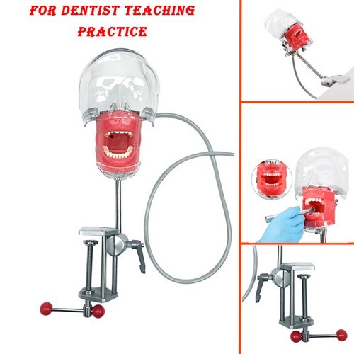 1pcs-Dental Simple Head Model simulator Teeth model teaching model Demonstration