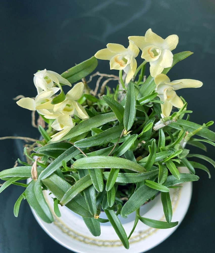 Mini Dendrobium nobile霍山石斛(米斛),blooming size,20+pseudobulbs ,3 yr old