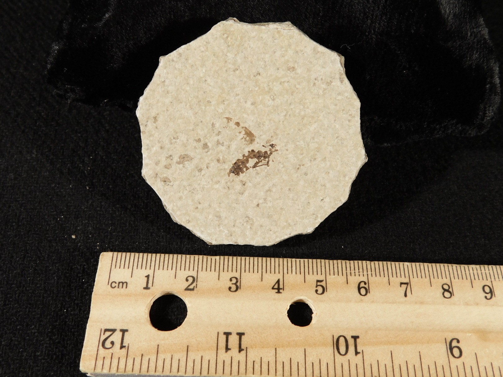 Winged INSECT FOSSIL 100% Natural From Fossil LAKE Wyoming 3.33