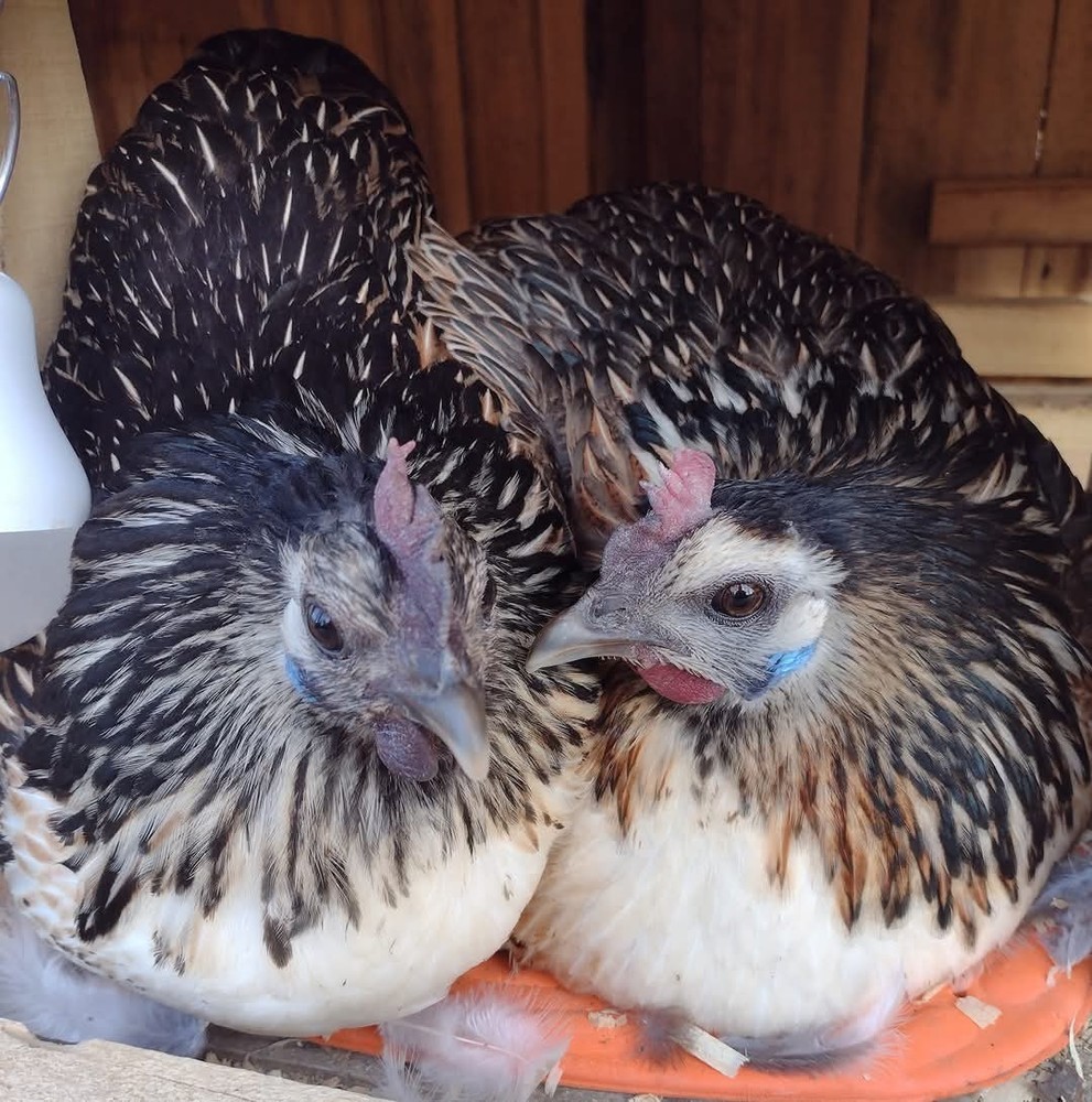 6 Rare Mosaic Hatching Eggs