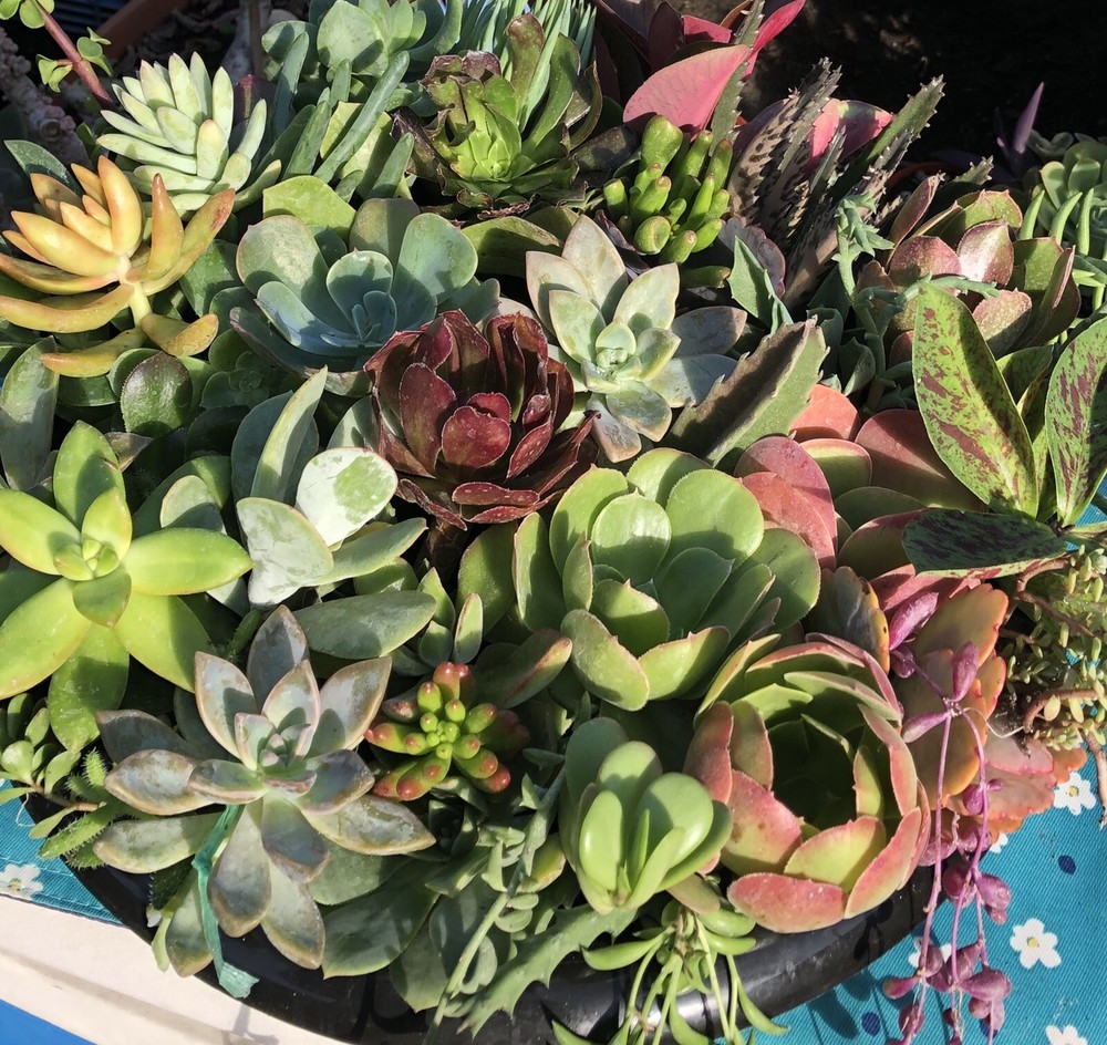 100 Cutting Mix Colorful Succulents 2-8”