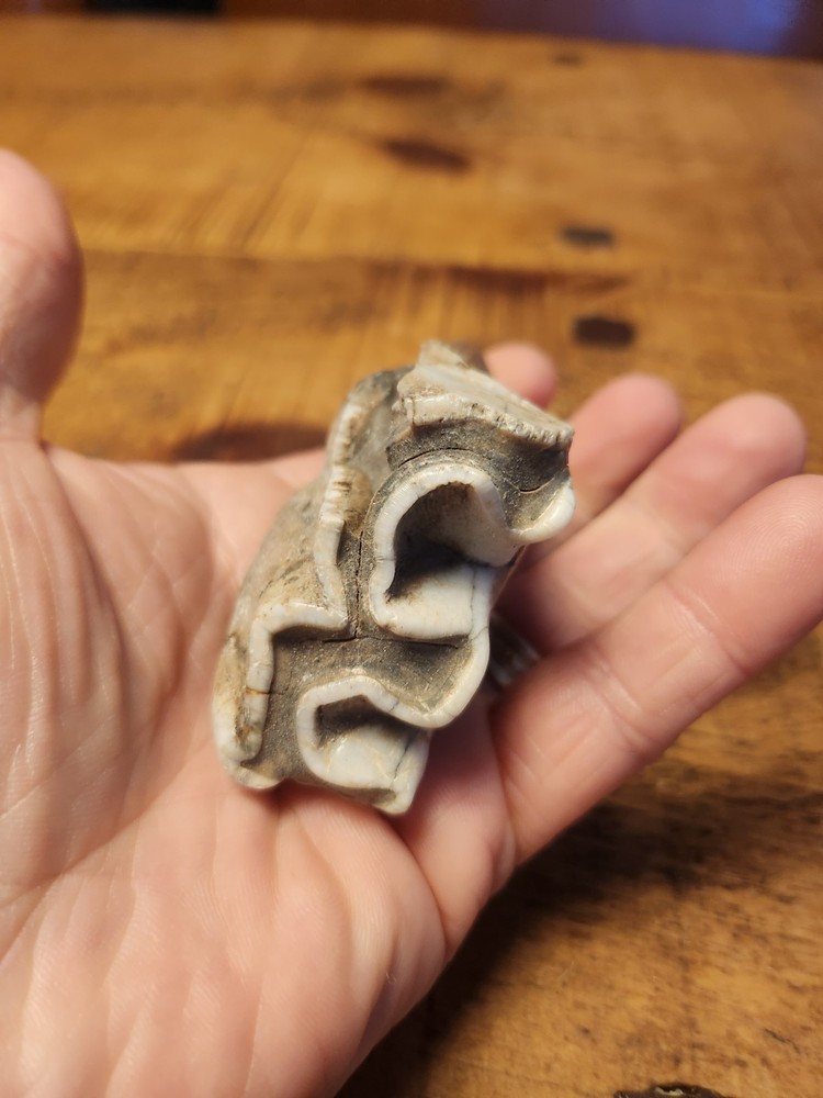 Fossilised tooth found in Happisbugh