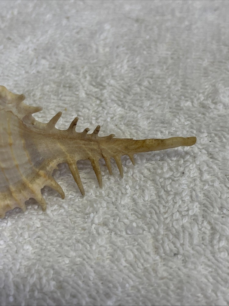 Unique Sea Shell with Spines 3" Long for crafts / display
