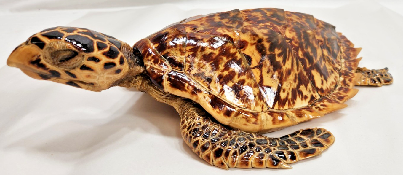 vintage taxidermy shiny reptile great condition - old item #242