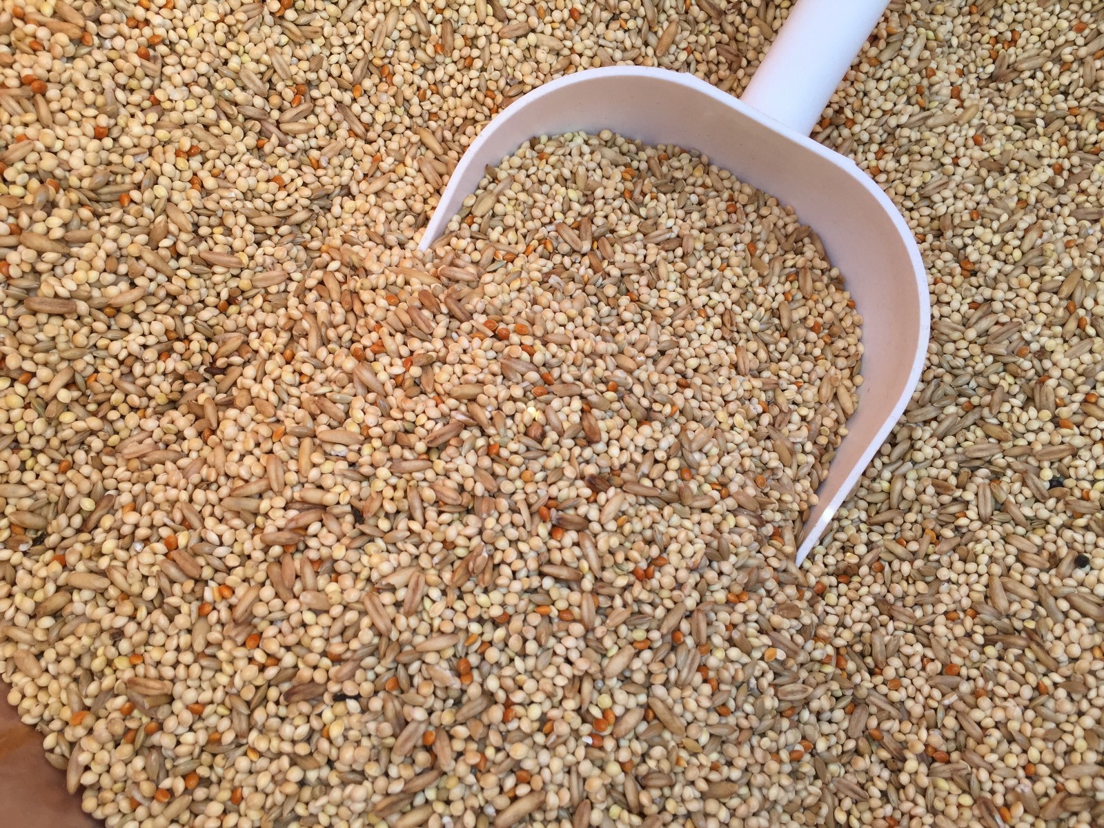 Higgins Supreme parakeet diet food seed mix millets food keet diet