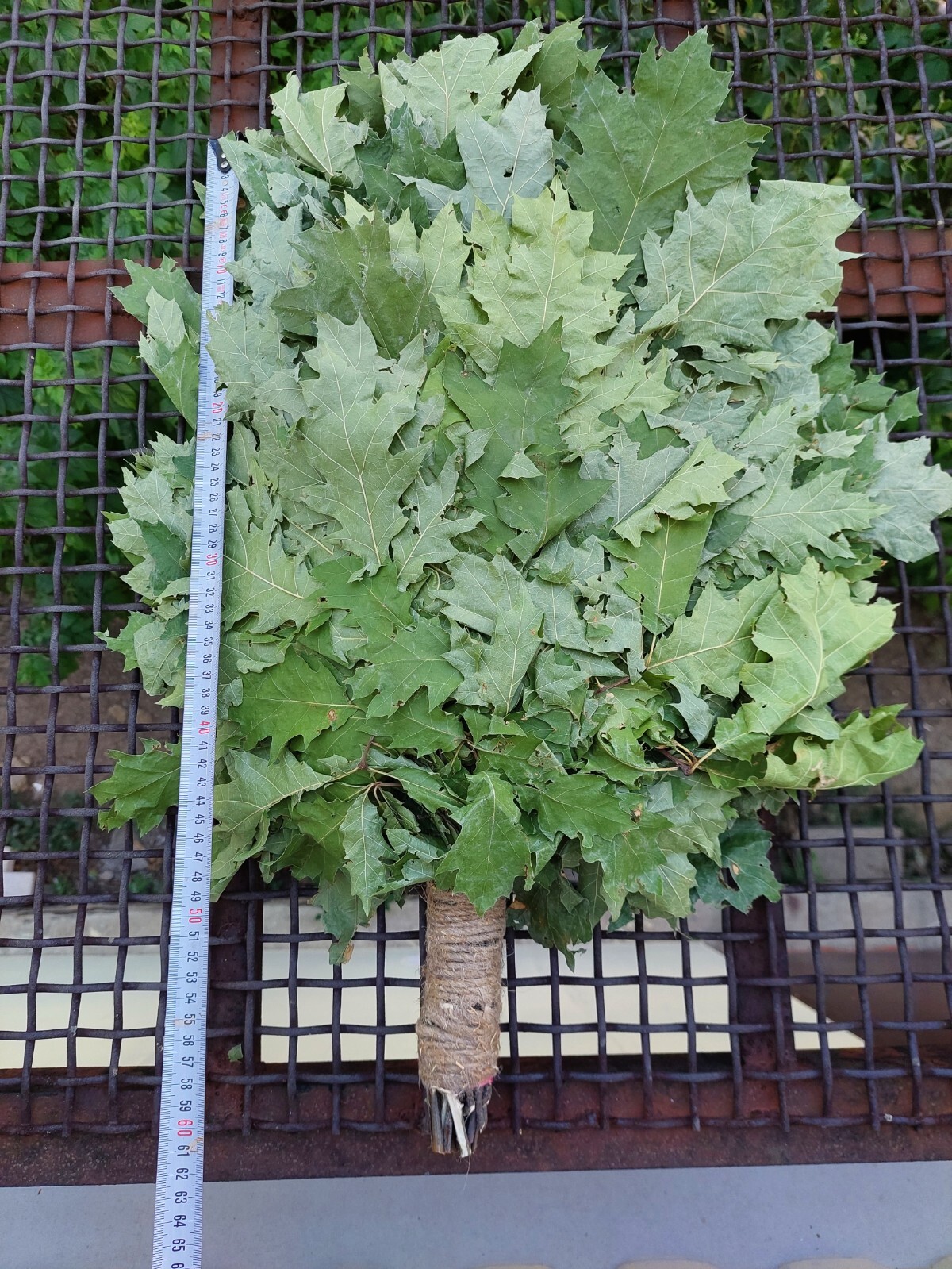 18st Oak canadian brooms+herbs sauna banya venik whisks Eiche 2025 Ukraine free