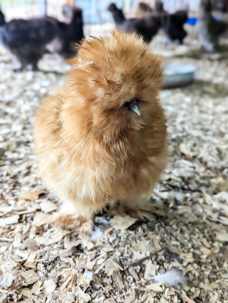6 Buff Silkie Hatching Eggs - All Feather Types & Naked Neck Possible