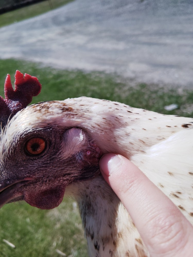 6+ Mosaic Hatching Eggs