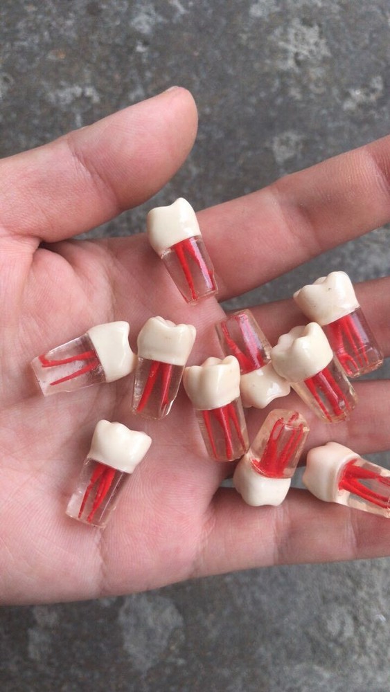 10x Dental clear Root Canal Teeth Study Practice Model Endodontic Pulp File