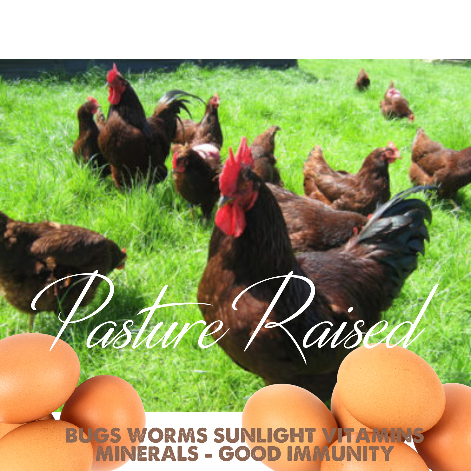 6+/12+/42 Rhode Island Red Hatching Eggs: Fresh, Fertile, Unmixed, Free Range